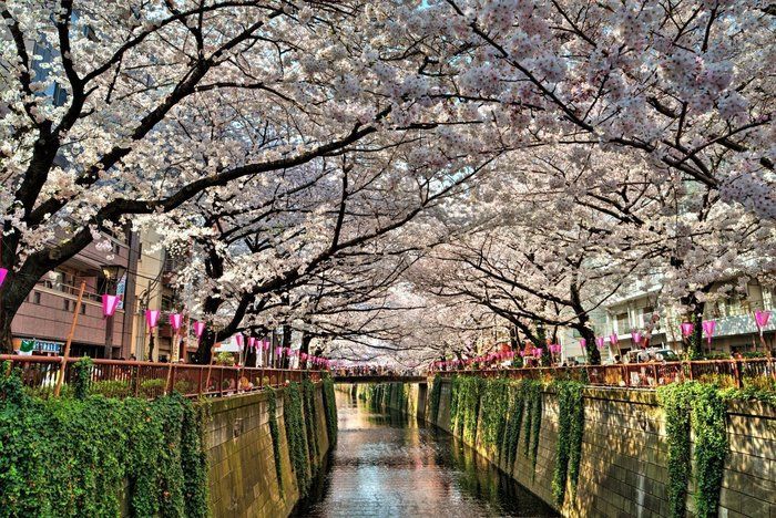 桜並木の間を流れる目黒川