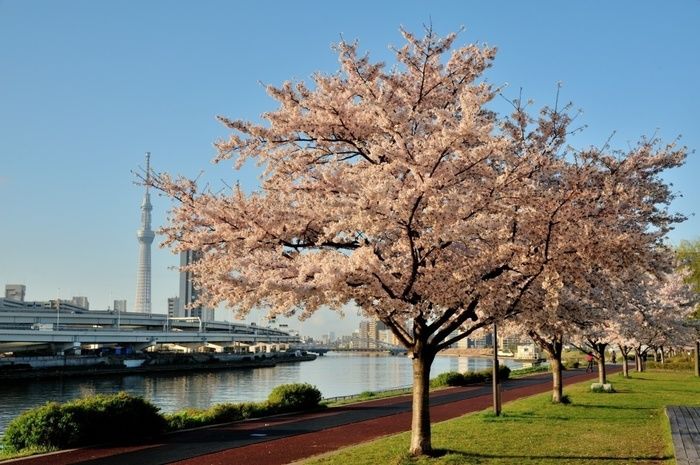 隅田公園の桜と隅田川