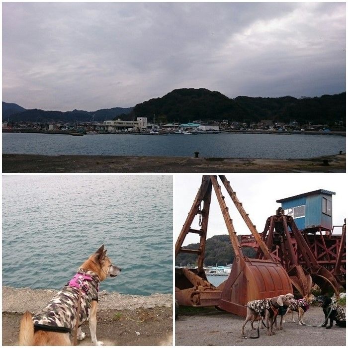 道の駅の裏の海と海沿いを散歩する犬
