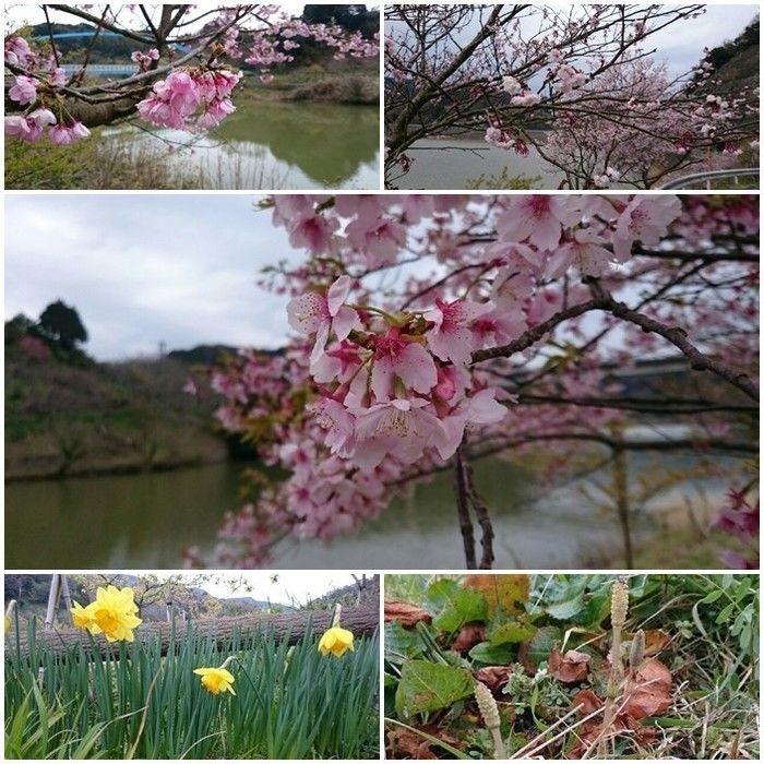 佐久間ダム湖親水公園内で見られる花