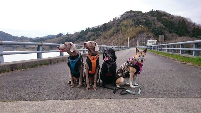 道路に座る犬たち
