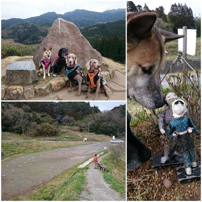 大山千枚田と犬たち