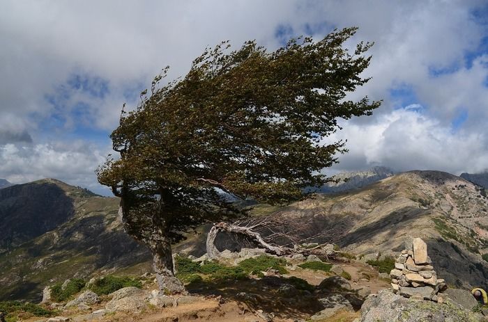 強風に吹かれる山の木