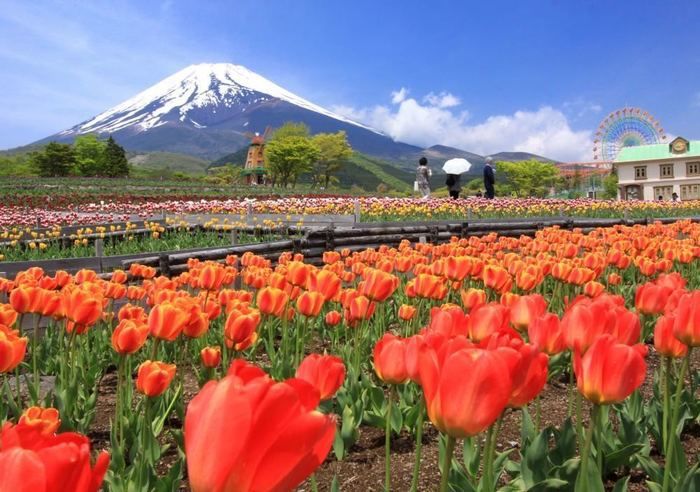 遊園地ぐりんぱに咲く赤いチューリップ