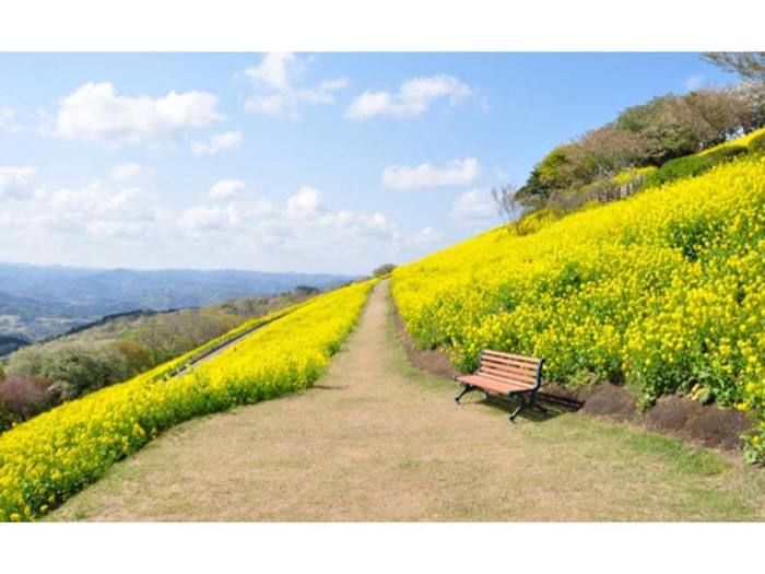 マザー牧場の菜の花畑の道