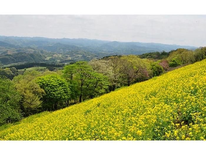 マザー牧場の菜の花畑