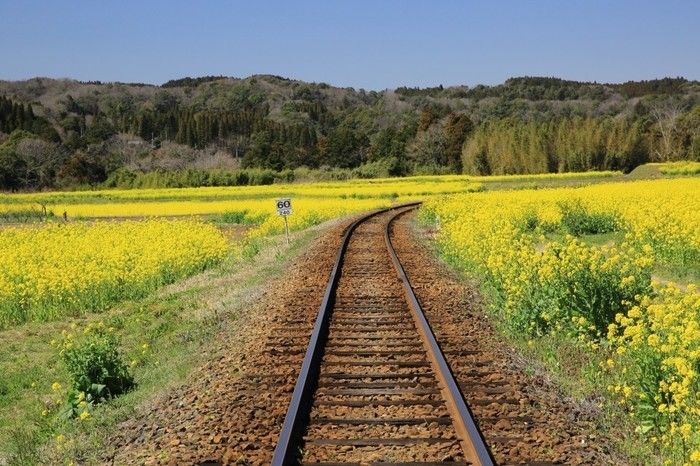 小湊鉄道から見える菜の花畑
