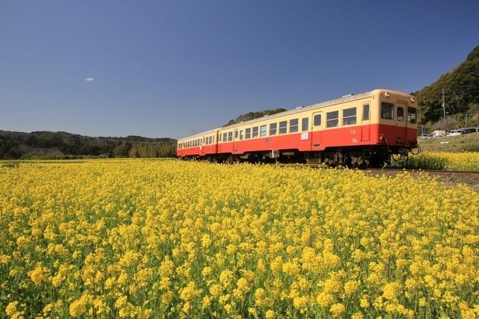菜の花畑の中を走る小湊鉄道