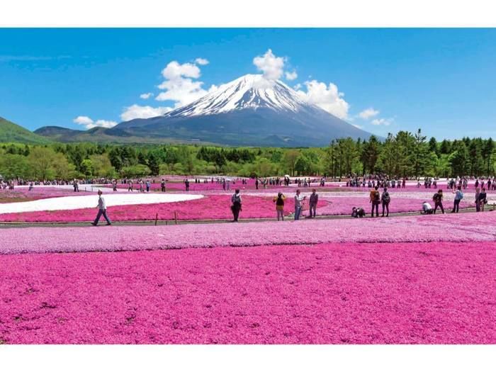 富士本栖湖リゾートの富士芝桜祭りの様子