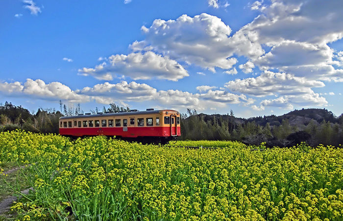 満開の菜の花とローカル電車