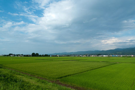 田んぼ