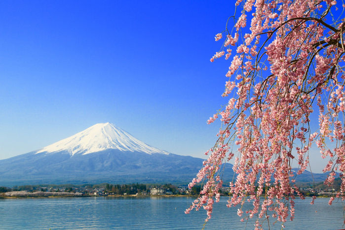 山梨県南都留郡富士河口湖町から見える桜と富士山