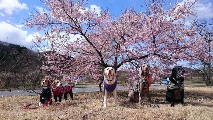 桜の木の下に佇む犬たち