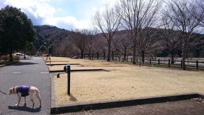 出会いの森総合公園オートキャンプ場の電源サイト