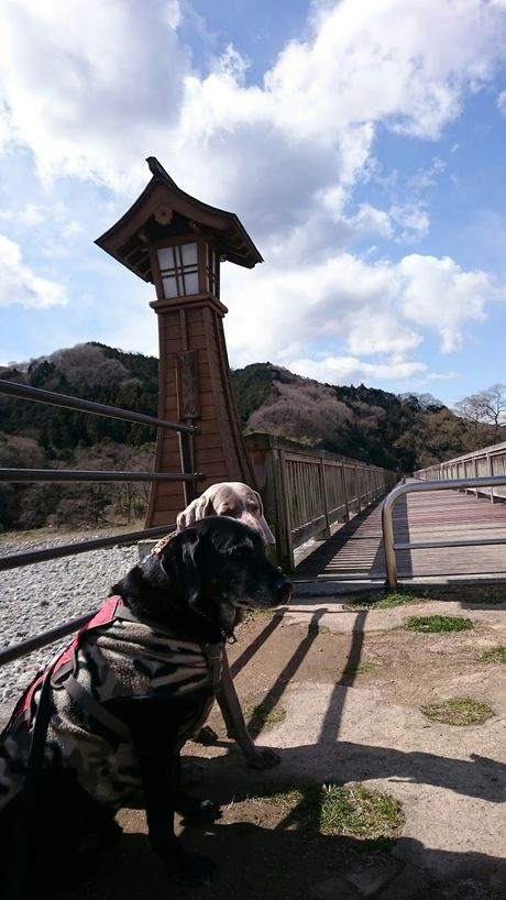 出会いの森総合公園オートキャンプ場の出会いの橋上で佇む犬たち