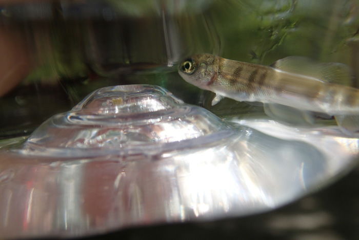 ペットボトルに入れられた小さな魚