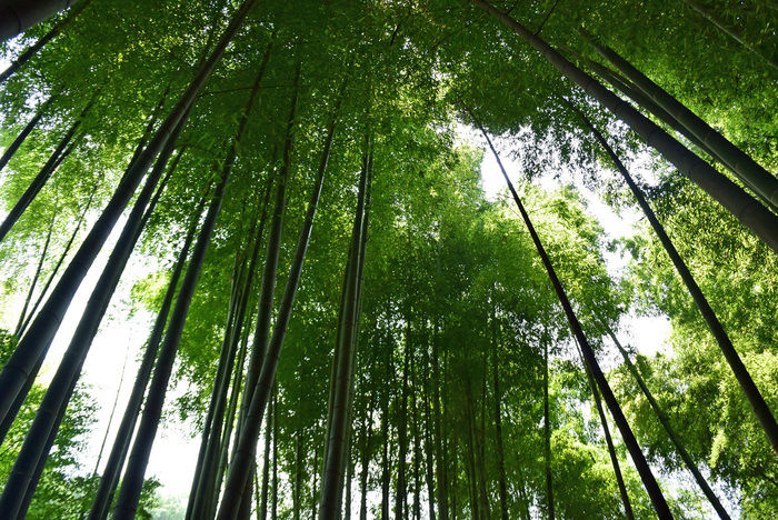 報国寺の竹林