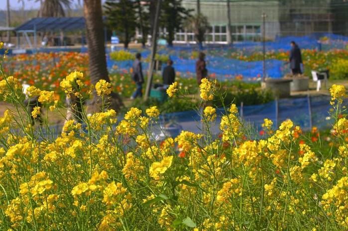 【千葉県】白浜フラワーパークの菜の花畑