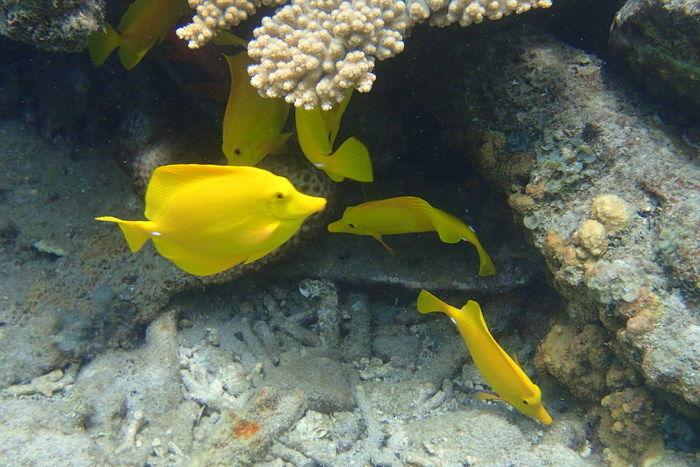 宮之浜で見られる魚