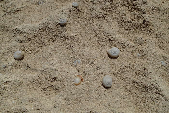 砂浜にある多数のヒロベソカタマイマイの化石
