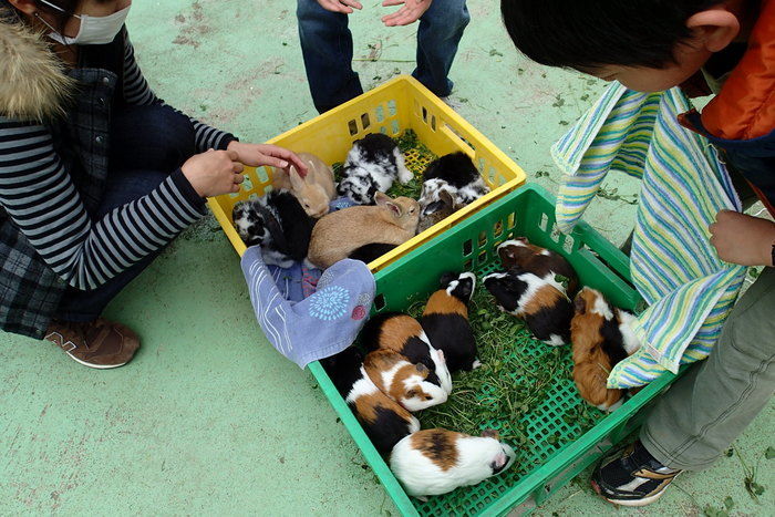水海道あすなろの里のふれあい動物園
