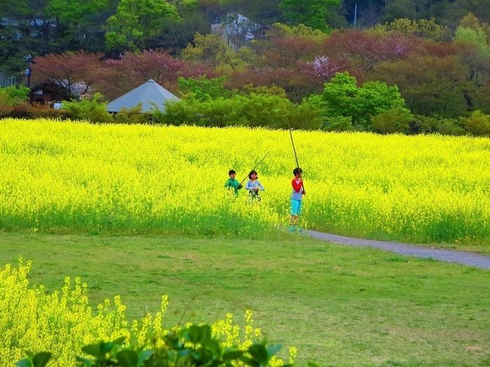 巾着田の菜の花畑で遊ぶ子供達