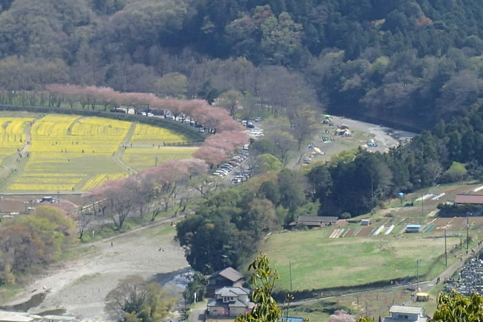 日和田山から見た巾着田の景色