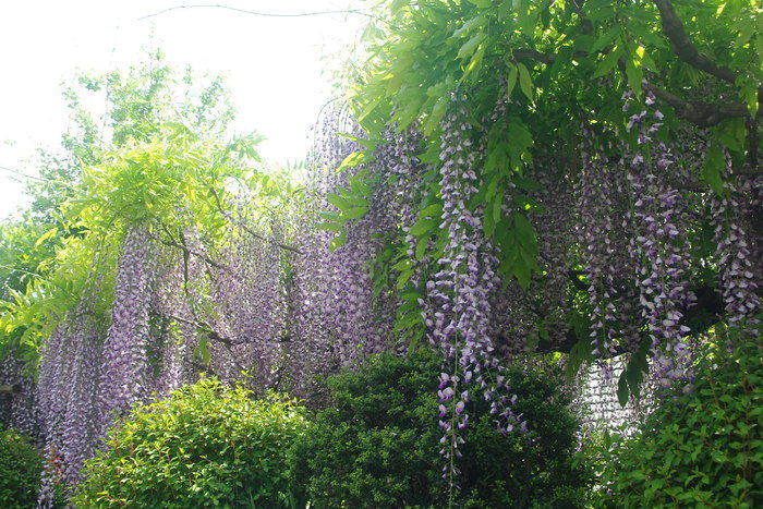 藤の花