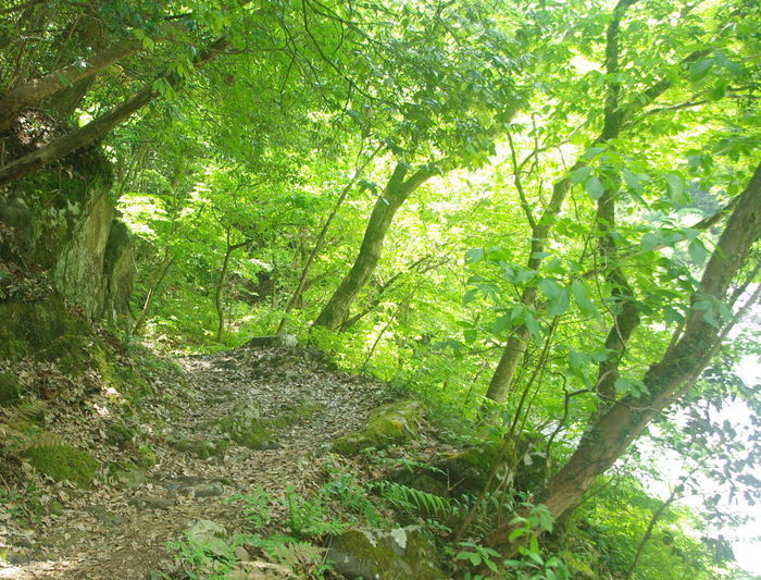新緑が映える山道