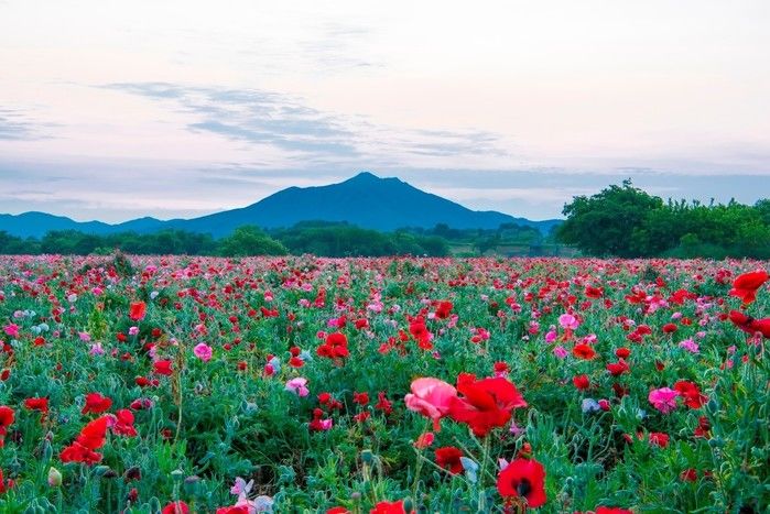 筑波山に広がる花畑