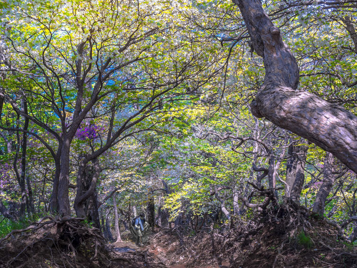 木々が絡まった丹沢山の山道