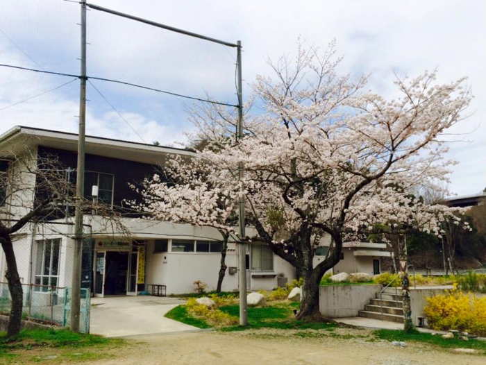 スノーピーク箕面自然館と満開の桜の木