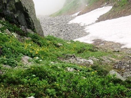 西穂高岳の雪渓やお花畑