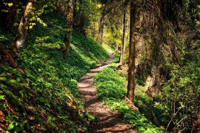木々が生い茂る山道