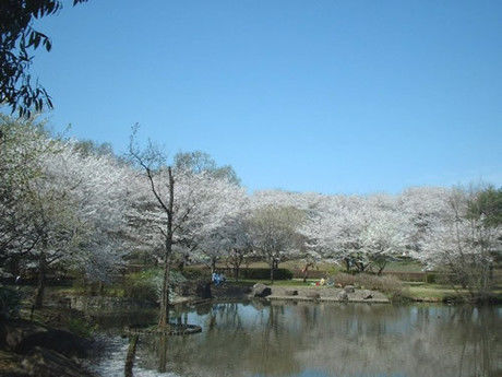 智光山公園キャンプ場の桜と池