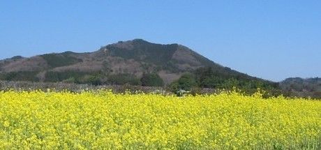 菜の花が平地一面に広がる巾着田キャンプ場の景色