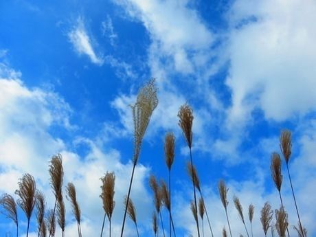 青空を背景に撮影された曽爾高原のすすき