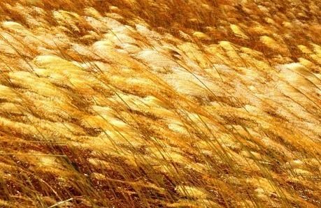 曽爾高原の黄金色になったススキ