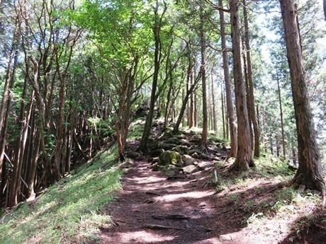 倶留尊山の林道