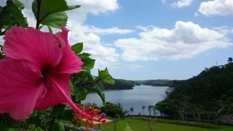 ハイビスカスと海