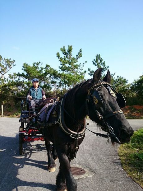 やんばるロハス内で乗れる馬車