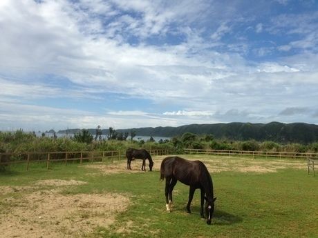 やんばるロハス内にいる馬