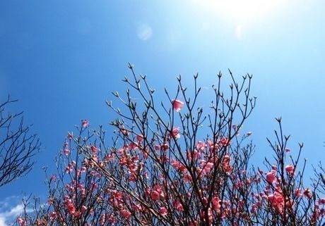 御在所岳のアカヤシオ