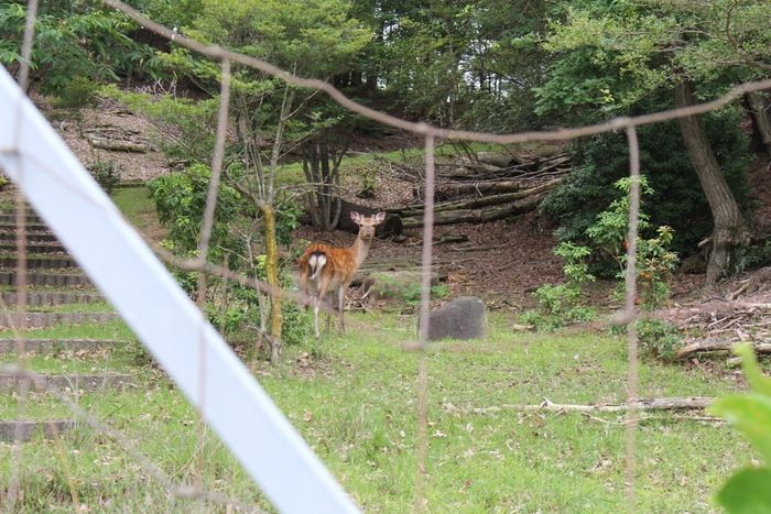 るり渓にいる野生のシカ