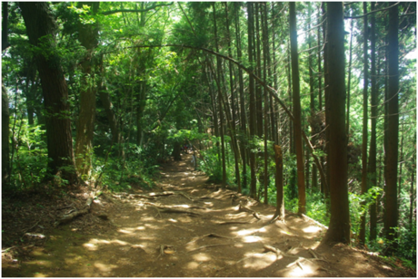 高尾山の稲荷山コース