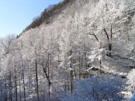 檜原都民の森の雪景色の森林