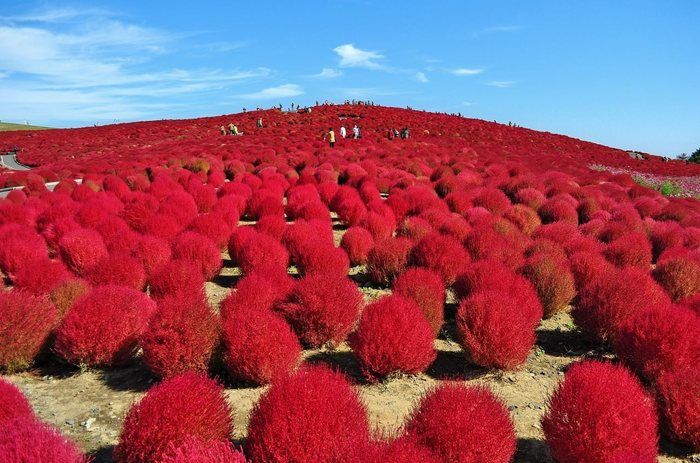 みはらしの丘の一面にコキア(ほうき草)が広がっている様子