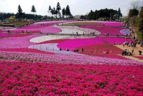 羊山公園の芝桜の丘