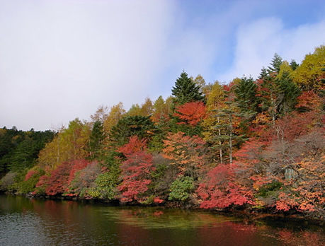 (甲信越/長野県)八ヶ岳・麦草峠と白駒池の紅葉