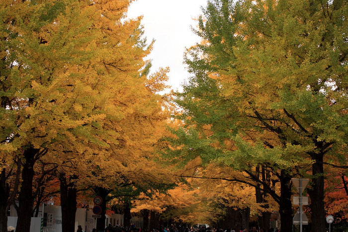 紅葉した並木道